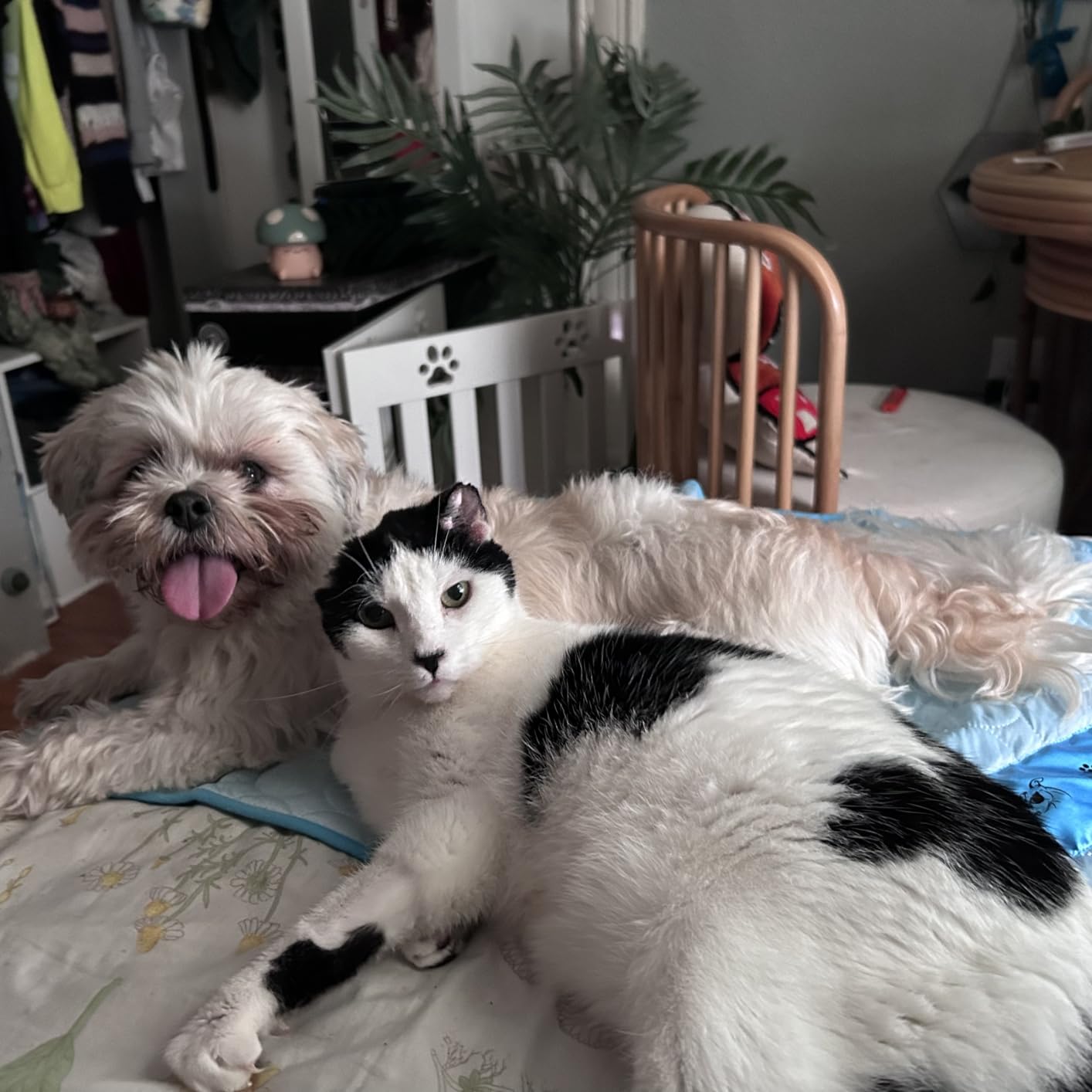 FriendlyPets