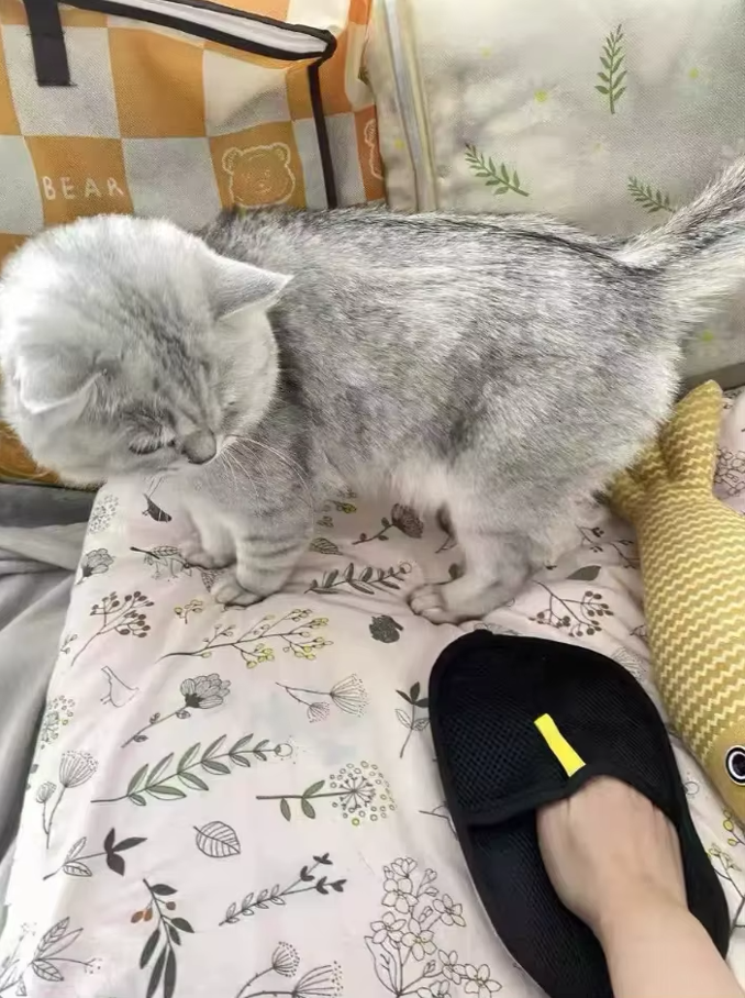 PawMagnet 🐾🧲