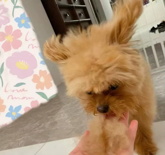 PawMagnet 🐾🧲