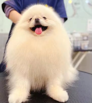 PawMagnet 🐾🧲