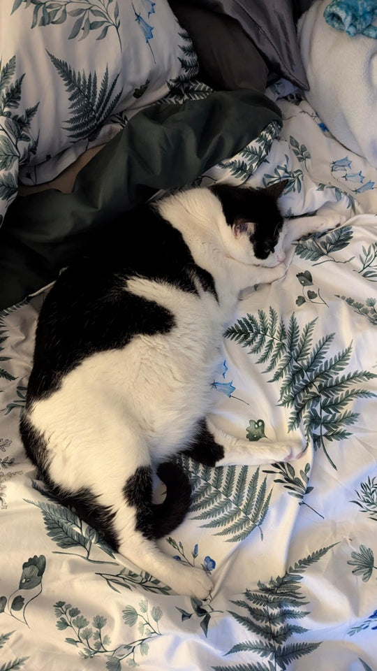 PawMagnet 🐾🧲
