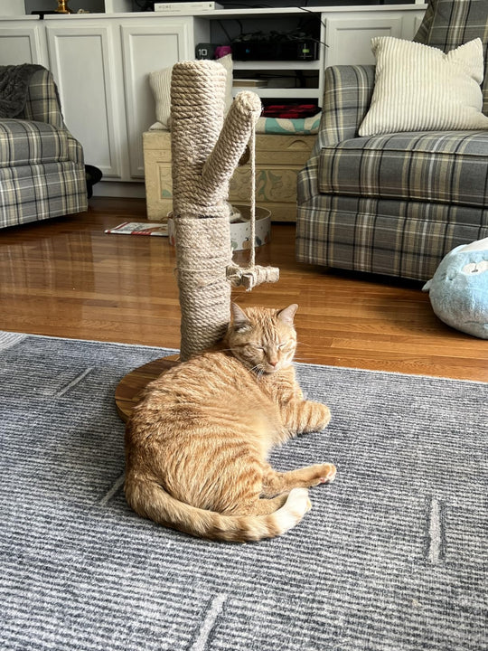 PawMagnet 🐾🧲