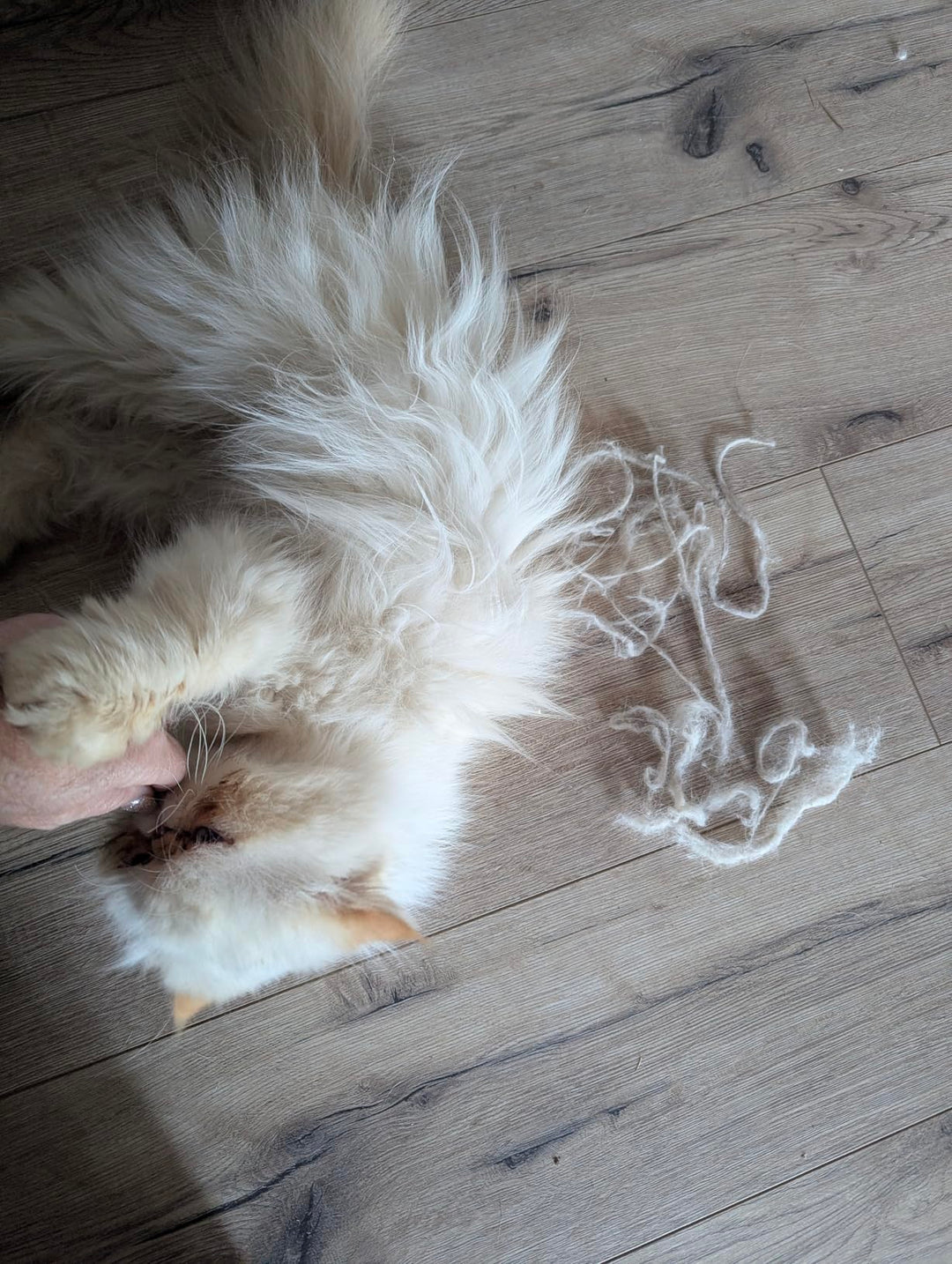 PawMagnet 🐾🧲
