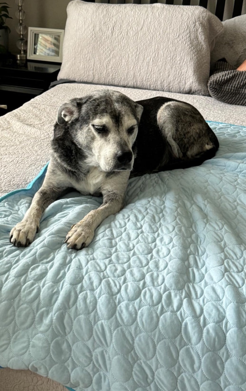 #FurFrost 🐾