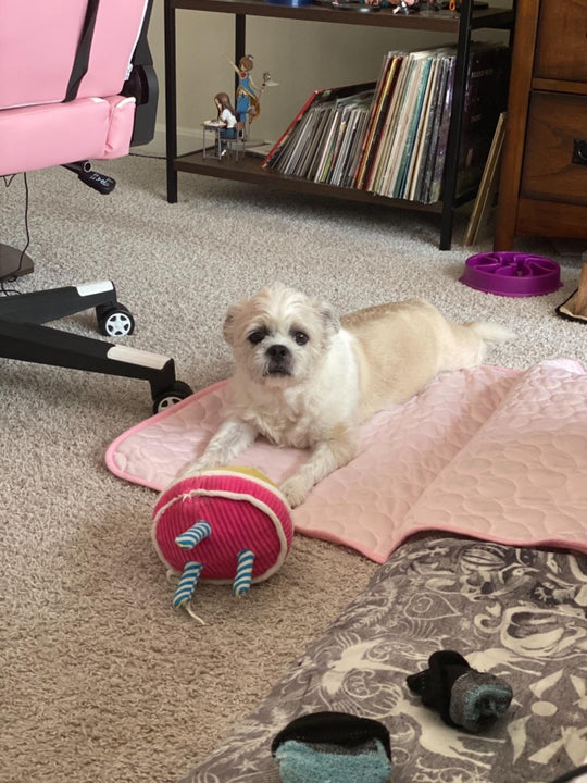 #FurFrost 🐾