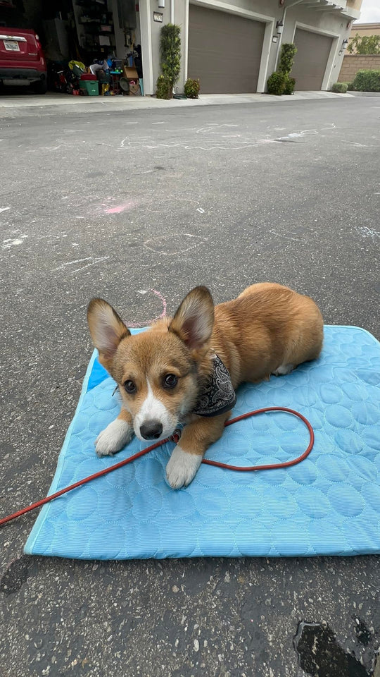 #FurFrost 🐾