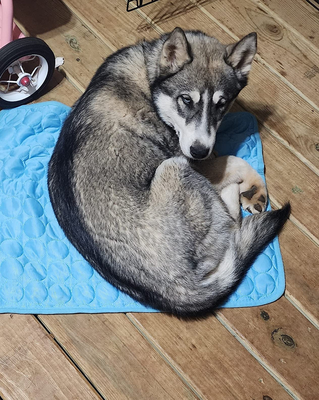 #FurFrost 🐾