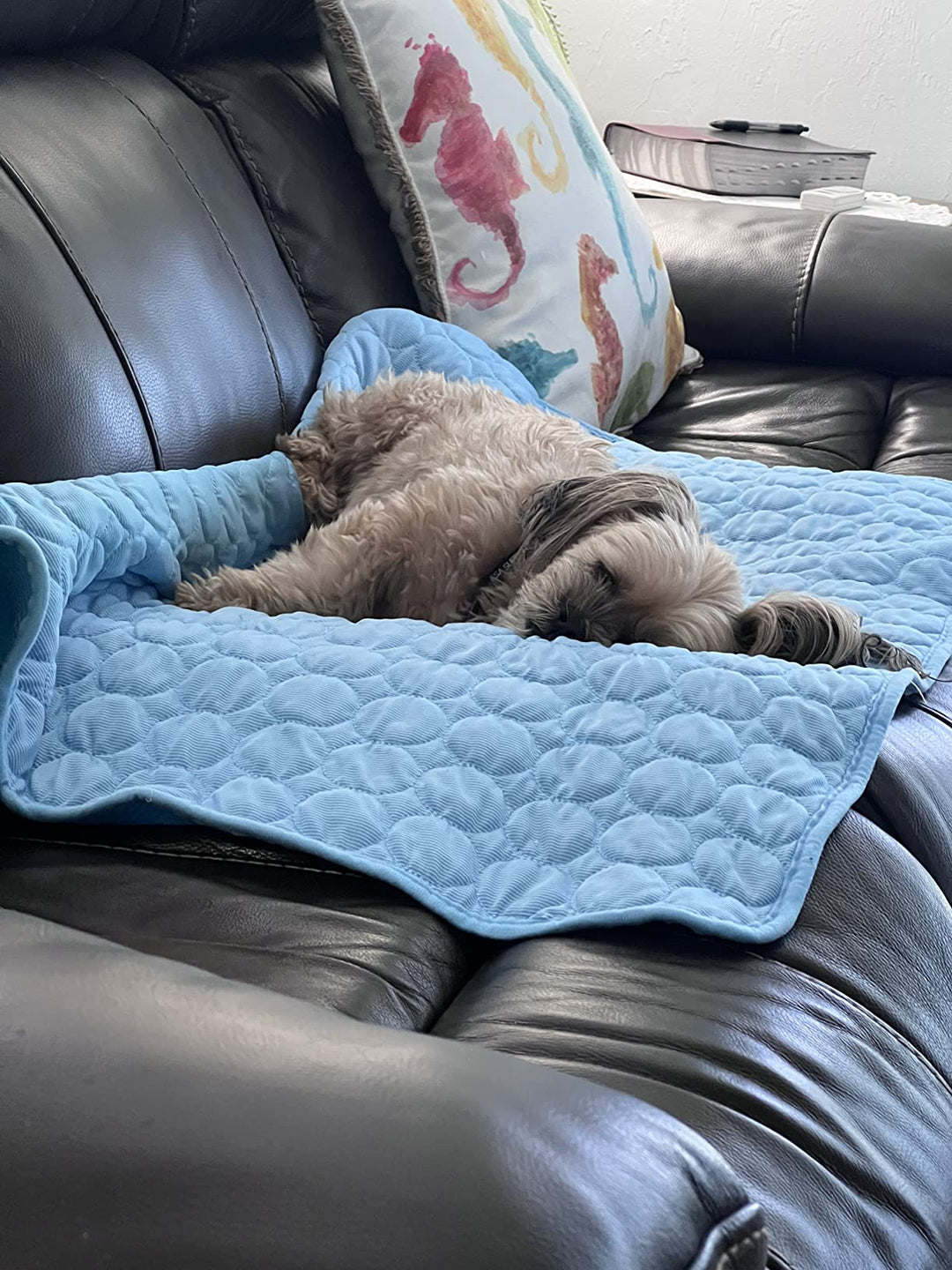 #FurFrost 🐾