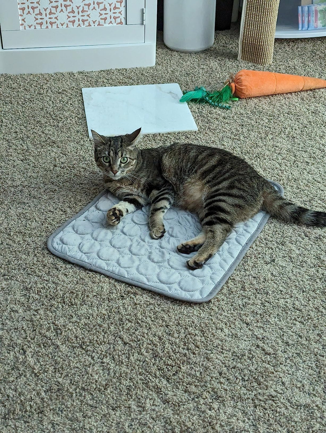 #FurFrost 🐾