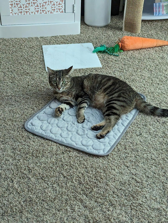 #FurFrost 🐾